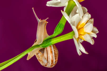 Close up beautiful Snail in the gardenの写真素材