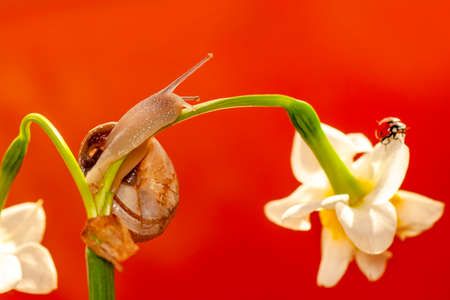 Close up beautiful Snail in the gardenの写真素材