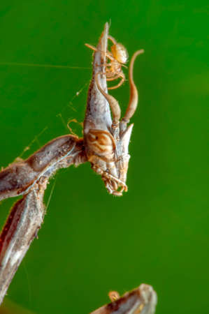 Close up of pair of Beautiful European mantis (Mantis religiosa)の写真素材