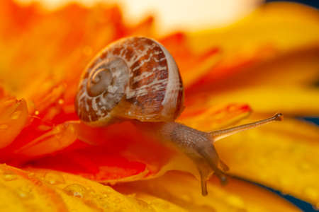 Close up beautiful Snail in the gardenの写真素材