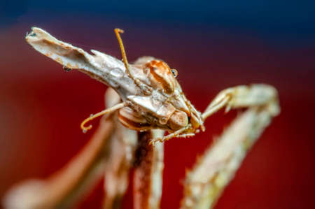 Close up of pair of Beautiful European mantis (Mantis religiosa)