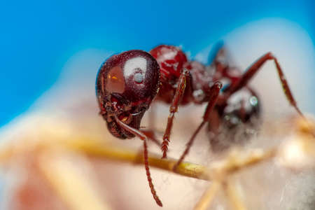 Beautiful Strong jaws of red ant close-upの写真素材