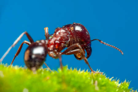 Beautiful Strong jaws of red ant close-upの写真素材