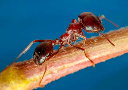 Beautiful Strong jaws of red ant close-upの写真素材