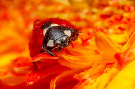 Beautiful ladybug on leaf defocused background