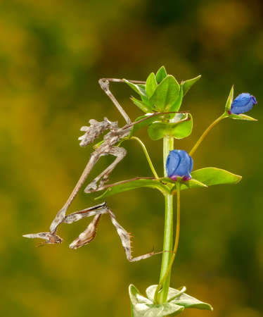 Close up of pair of Beautiful European mantis (Mantis religiosa)の写真素材