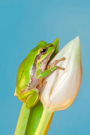 Beautiful Europaean Tree frog Hyla arboreaの写真素材
