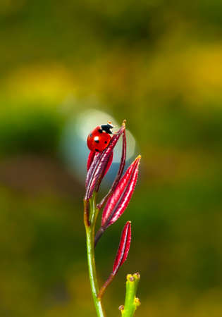 Beautiful ladybug on leaf defocused background