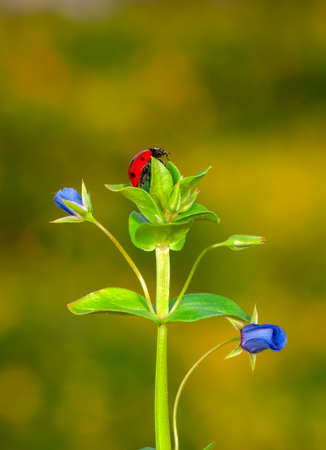 Beautiful ladybug on leaf defocused backgroundの写真素材