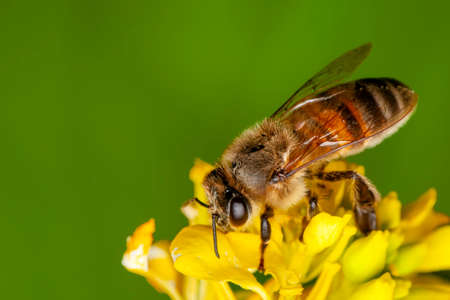 Beautiful Bee macro in green nature