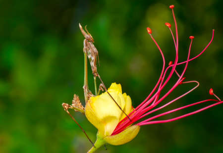 Close up of pair of Beautiful European mantis (Mantis religiosa)の写真素材