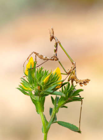 Close up of pair of Beautiful European mantis (Mantis religiosa)の写真素材