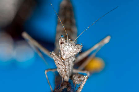 Close up of pair of Beautiful European mantis (Mantis religiosa)の写真素材