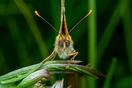 Macro shots, Beautiful nature scene. Closeup beautiful butterfly sitting on the flower in a summer garden.の写真素材