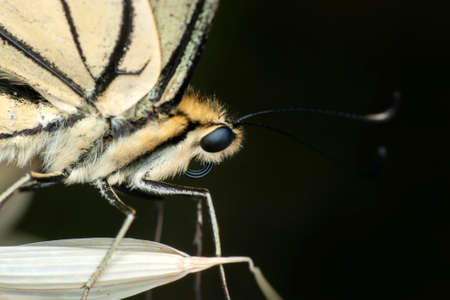 Macro shots, Beautiful nature scene. Closeup beautiful butterfly sitting on the flower in a summer...
