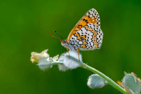 Macro shots, Beautiful nature scene. Closeup beautiful butterfly sitting on the flower in a summer garden.の写真素材