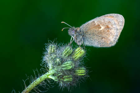 Macro shots, Beautiful nature scene. Closeup beautiful butterfly sitting on the flower in a summer...