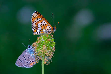 Macro shots, Beautiful nature scene. Closeup beautiful butterfly sitting on the flower in a summer...