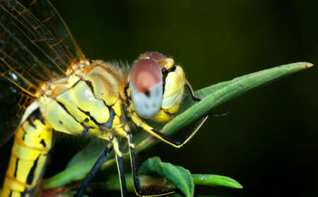 Macro shots, showing of eyes dragonfly and wings detail. Beautiful dragonfly in the nature habitat.