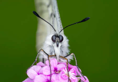 Macro shots, Beautiful nature scene. Closeup beautiful butterfly sitting on the flower in a summer...