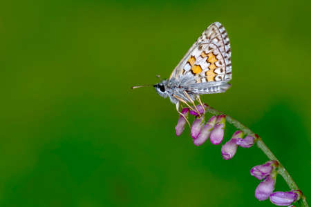 Macro Photography of Moth on Twig of Plant.の写真素材