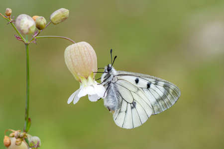 Macro shots, Beautiful nature scene. Closeup beautiful butterfly sitting on the flower in a summer...