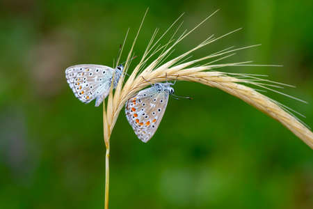 Macro shots, Beautiful nature scene. Closeup beautiful butterfly sitting on the flower in a summer garden.の写真素材