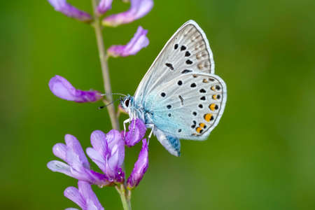Macro shots, Beautiful nature scene. Closeup beautiful butterfly sitting on the flower in a summer garden.の写真素材