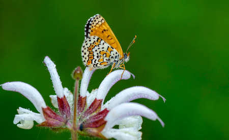 Macro shots, Beautiful nature scene. Closeup beautiful butterfly sitting on the flower in a summer garden.の写真素材