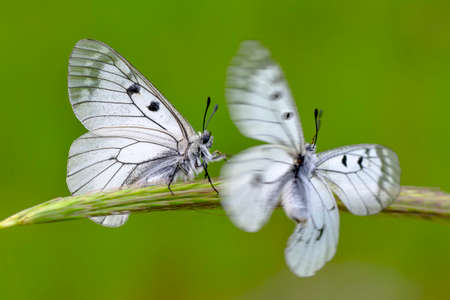 Macro shots, Beautiful nature scene. Closeup beautiful butterfly sitting on the flower in a summer garden.の写真素材