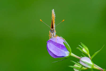 Macro shots, Beautiful nature scene. Closeup beautiful butterfly sitting on the flower in a summer garden.の写真素材