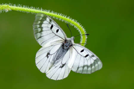 Macro shots, Beautiful nature scene. Closeup beautiful butterfly sitting on the flower in a summer garden.の写真素材
