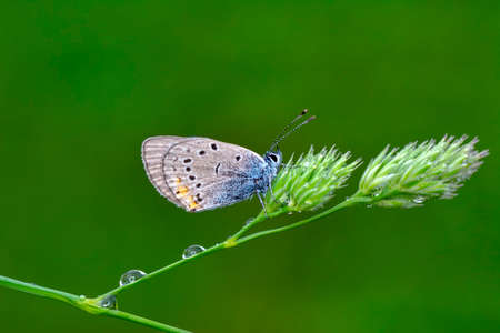 Macro shots, Beautiful nature scene. Closeup beautiful butterfly sitting on the flower in a summer...