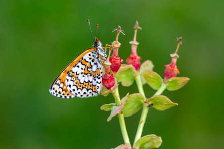 Macro shots, Beautiful nature scene. Closeup beautiful butterfly sitting on the flower in a summer garden.の写真素材