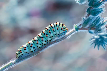 Macro shots, Beautiful nature scene. Close up beautiful caterpillar of butterflyの写真素材