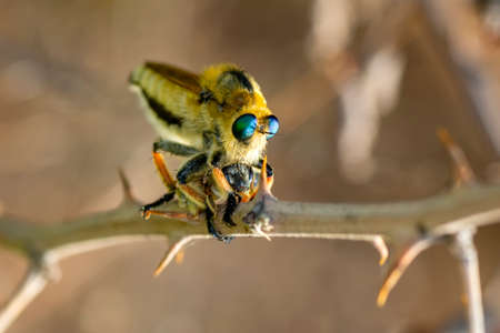 Macro shot of a robber fly in the garden