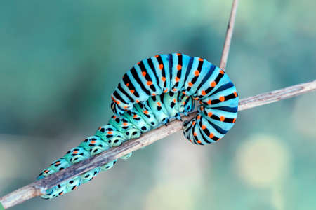 Macro shots, Beautiful nature scene. Close up beautiful caterpillar of butterflyの写真素材
