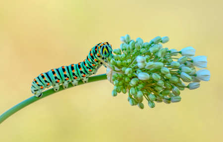 Macro shots, Beautiful nature scene. Close up beautiful caterpillar of butterflyの素材 [FY310156369478]