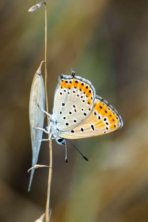 Macro shots, Beautiful nature scene. Closeup beautiful butterfly sitting on the flower in a summer garden.の写真素材