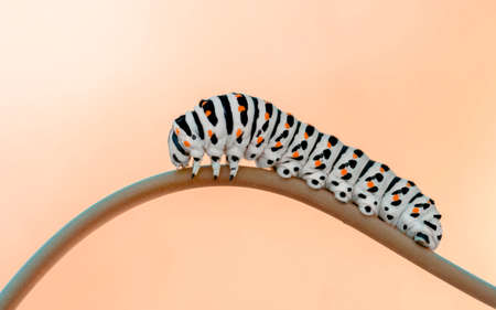 Macro shots, Beautiful nature scene. Close up beautiful caterpillar of butterfly