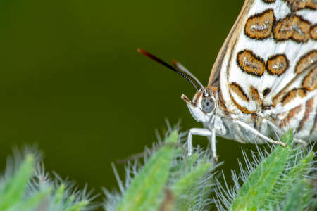 Macro shots, Beautiful nature scene. Closeup beautiful butterfly sitting on the flower in a summer garden.の写真素材