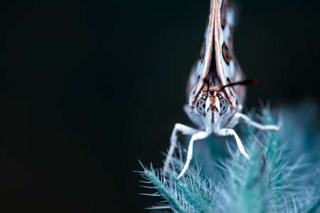 Macro shots, Beautiful nature scene. Closeup beautiful butterfly sitting on the flower in a summer garden.の写真素材