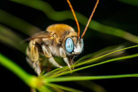 Macro shot of a robber fly in the garden