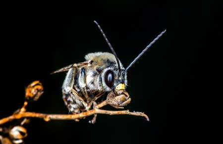 Macro shot of a robber fly in the garden