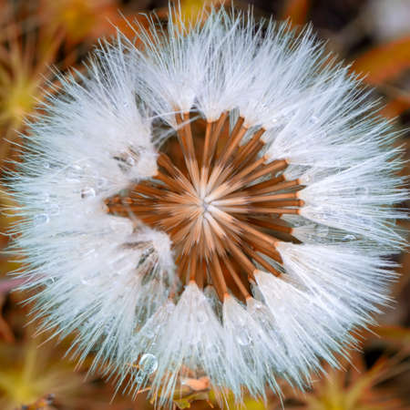 Dandelion seeds close up blowing in green background