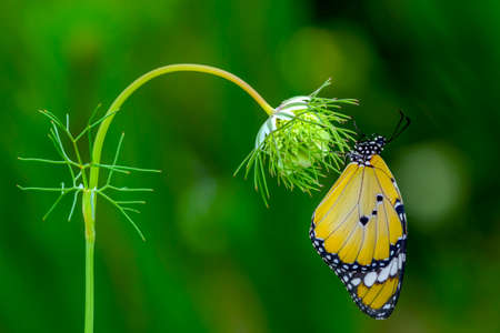 Macro shots, Beautiful nature scene. Closeup beautiful butterfly sitting on the flower in a summer...