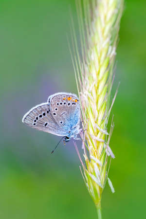 Macro shots, Beautiful nature scene. Closeup beautiful butterfly sitting on the flower in a summer...