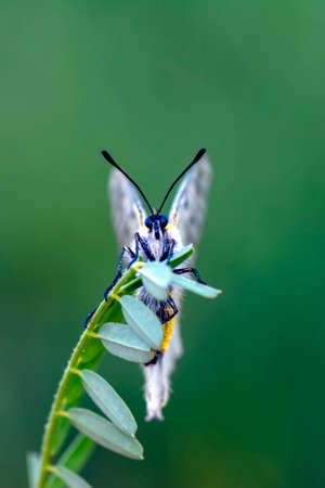 Macro shots, Beautiful nature scene. Closeup beautiful butterfly sitting on the flower in a summer...