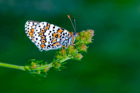 Macro shots, Beautiful nature scene. Closeup beautiful butterfly sitting on the flower in a summer garden.の写真素材