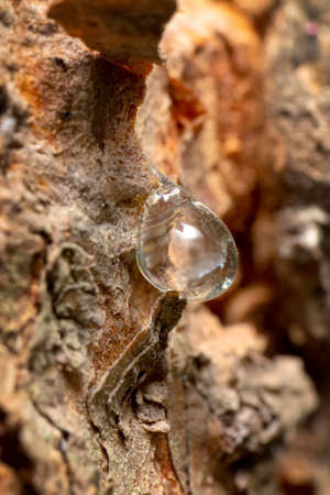 Pine resin amber color flows down the bark of the tree. Damaged pine bark dripping sticky resinの写真素材